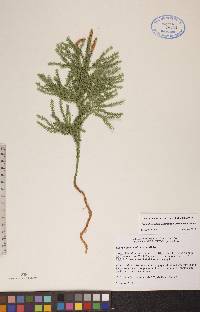 Dendrolycopodium dendroideum image