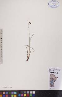Carex rariflora var. rariflora image