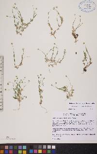 Stellaria longipes subsp. longipes image