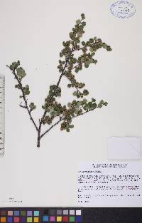 Betula glandulosa image