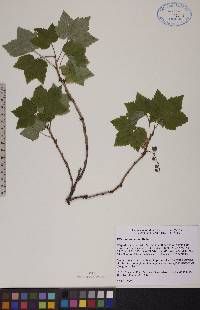 Ribes hudsonianum image