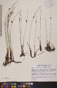 Juncus balticus subsp. balticus image