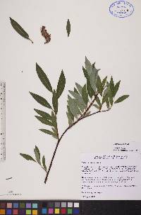 Salix planifolia image