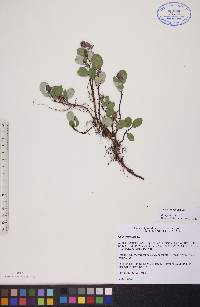 Salix reticulata image