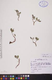 Salix reticulata image