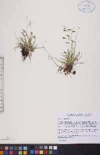 Carex capillaris image