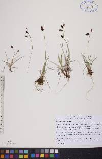 Carex atrofusca image