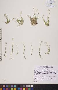 Stellaria longipes subsp. longipes image