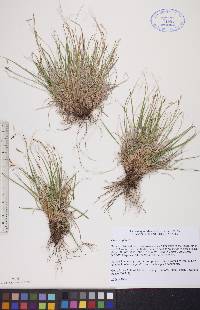 Carex capillaris image