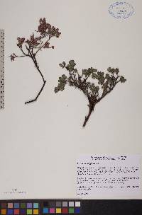 Vaccinium uliginosum image