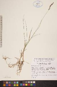 Calamagrostis stricta subsp. groenlandica image