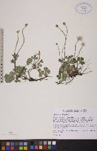 Anemone parviflora image