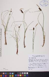 Carex rotundata image