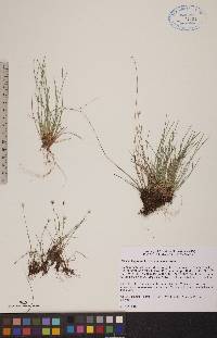 Juncus triglumis image