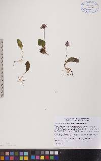 Amerorchis rotundifolia image