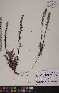 Artemisia campestris image