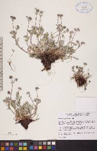 Potentilla pulchella image