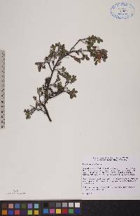 Vaccinium uliginosum image