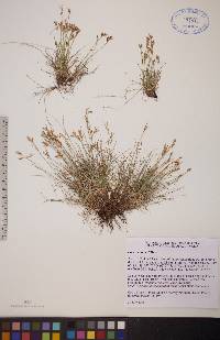 Carex williamsii image