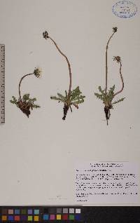 Taraxacum ceratophorum image