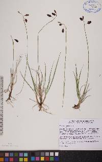 Carex atrofusca image