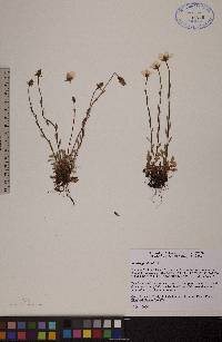 Saxifraga hirculus image