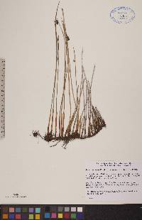 Juncus arcticus image