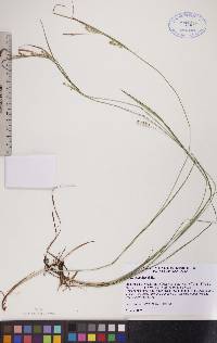 Carex conoidea image