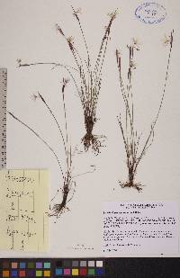 Sisyrinchium mucronatum image