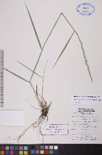 Elymus trachycaulus subsp. trachycaulus image