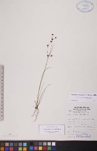 Juncus alpinoarticulatus image