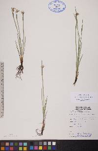 Sisyrinchium montanum image