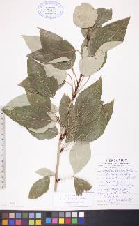 Populus balsamifera image