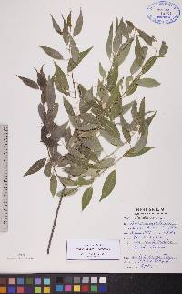 Salix amygdaloides image