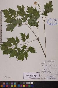 Actaea rubra image