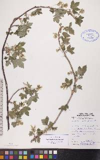 Ribes americanum image