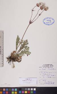 Geum triflorum image