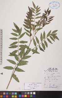 Glycyrrhiza lepidota image