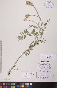 Astragalus laxmannii image