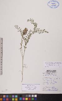 Astragalus agrestis image