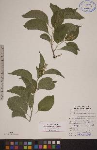 Celastrus scandens image