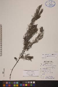 Myriophyllum sibiricum image