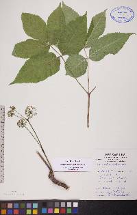 Aralia nudicaulis image