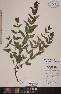 Scutellaria galericulata image