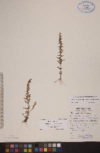 Veronica peregrina subsp. xalapensis image