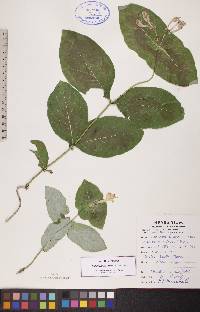 Lonicera dioica image