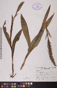 Platanthera hyperborea image