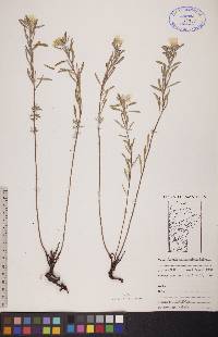 Oenothera serrulata image