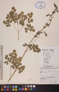 Thalictrum venulosum image