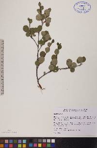 Betula pumila image